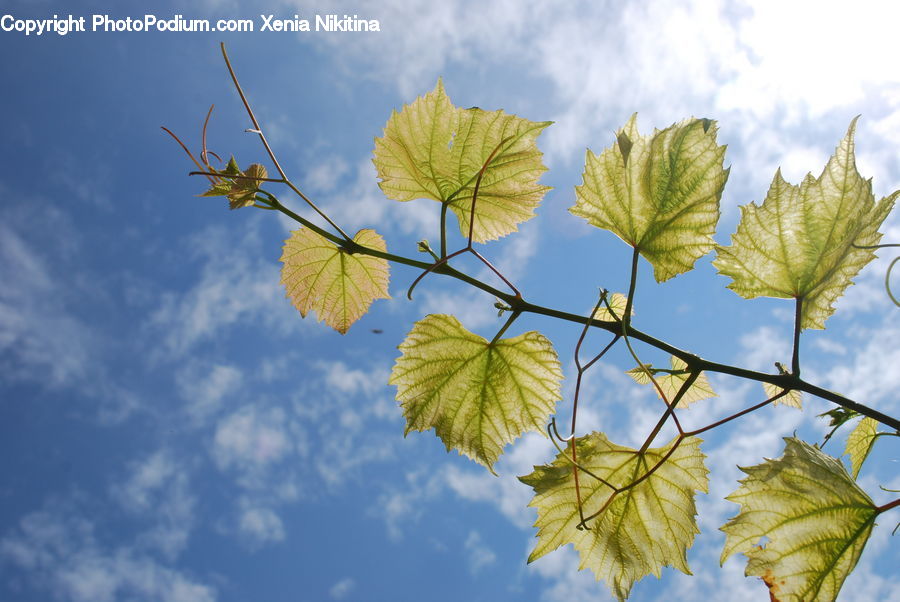 Veins, Oak, Sycamore, Tree, Tree Trunk, Wood, Leaf