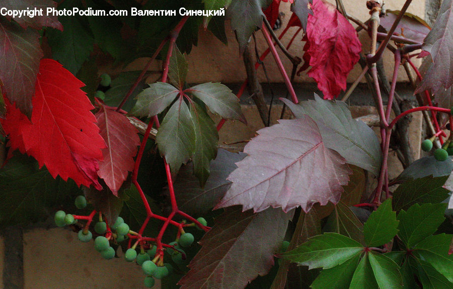 Leaf, Plant, Bicycle, Bike, Vehicle, Flora, Flower