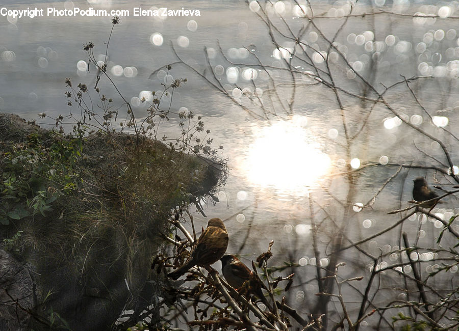 Bush, Plant, Vegetation, Land, Marsh, Pond, Swamp