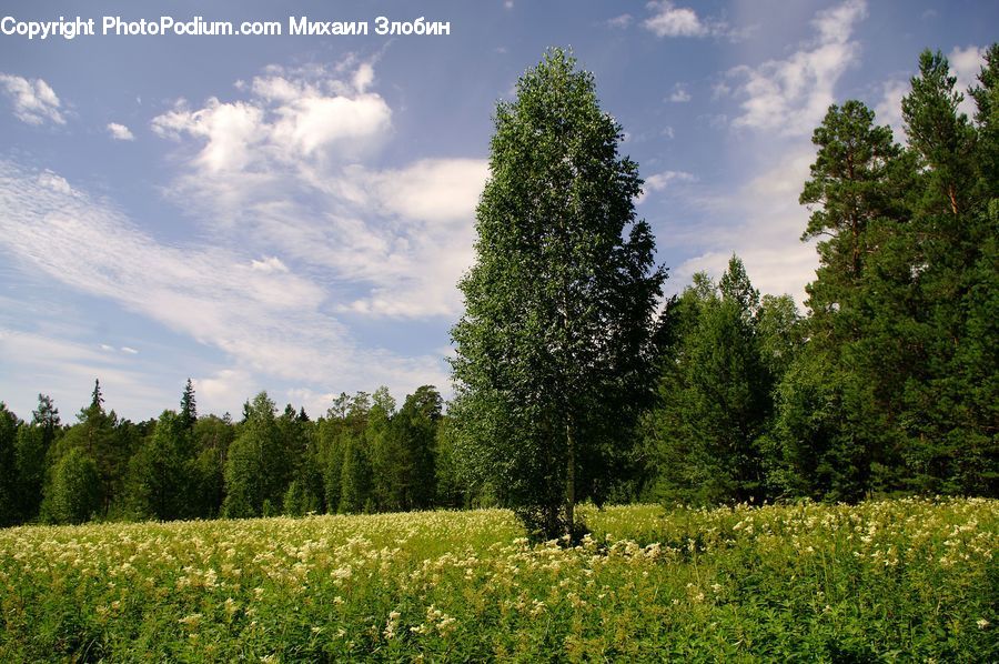 Plant, Tree, Field, Grass, Grassland, Land, Outdoors