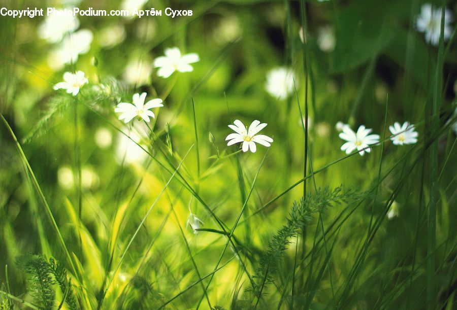 Field, Grass, Grassland, Plant, Daisies, Daisy, Flower