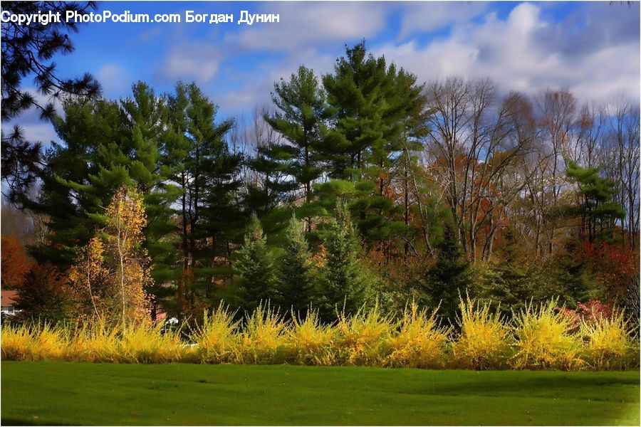 Conifer, Fir, Plant, Tree, Potted Plant, Golf Course, Grassland