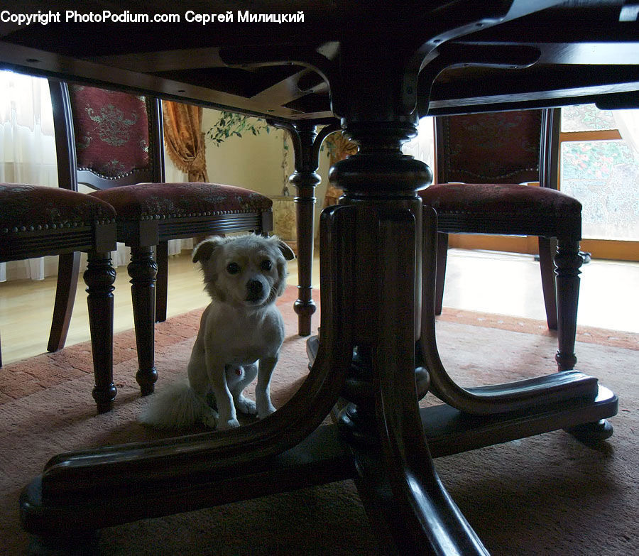 Cinema, Theater, Furniture, Banister, Handrail, Animal, Canine