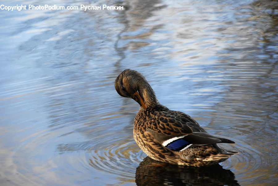 Bird, Duck, Teal, Waterfowl, Goose