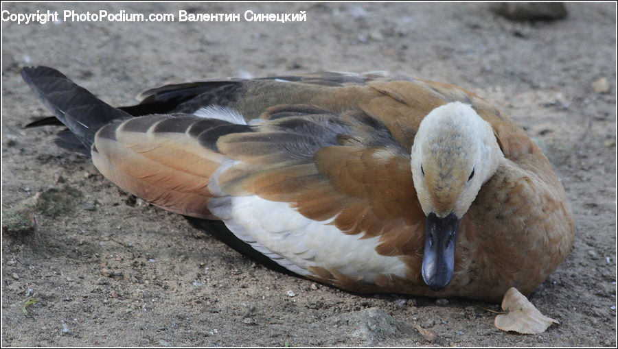 Bird, Goose, Waterfowl, Swallow, Duck, Teal, Beak