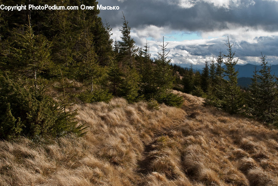 Field, Grass, Grassland, Plant, Conifer, Fir, Tree