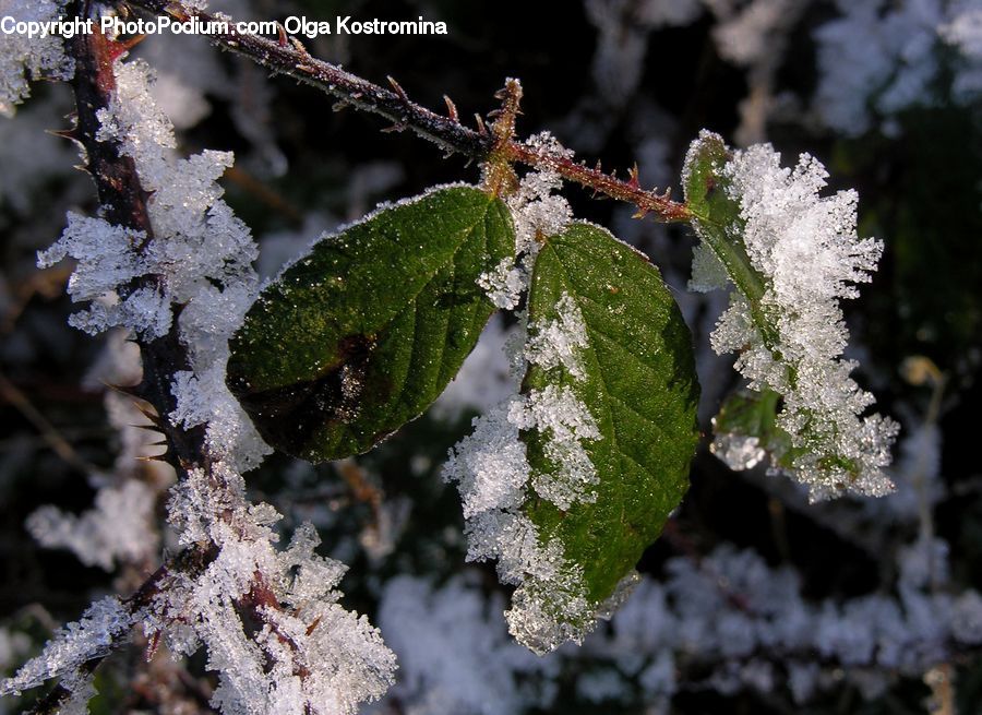 Frost, Ice, Outdoors, Snow, Hail, Weather, Conifer