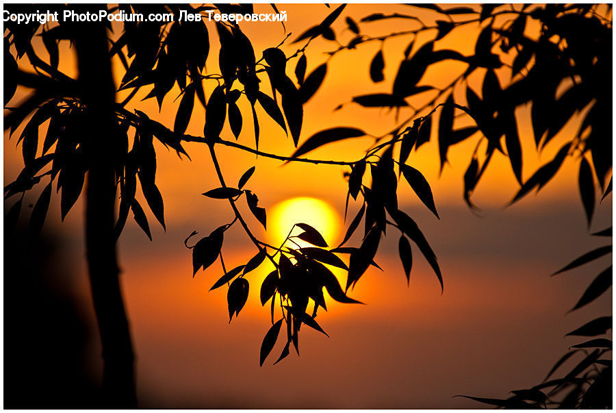 Silhouette, Dragon, Flare, Light, Sunlight, Plant, Tree