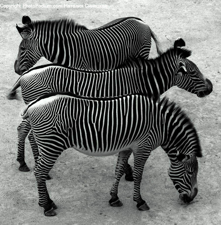 Animal, Mammal, Zebra