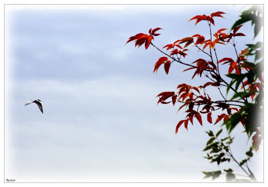 Flower Arrangement, Ikebana, Plant, Potted Plant, Vase, Maple, Tree