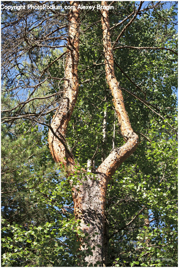 Birch, Tree, Wood, Plant, Conifer, Fir, Forest