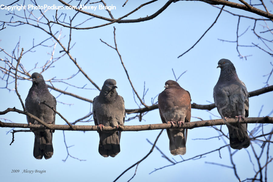 Accipiter, Bird, Pigeon, Dove, Swallow