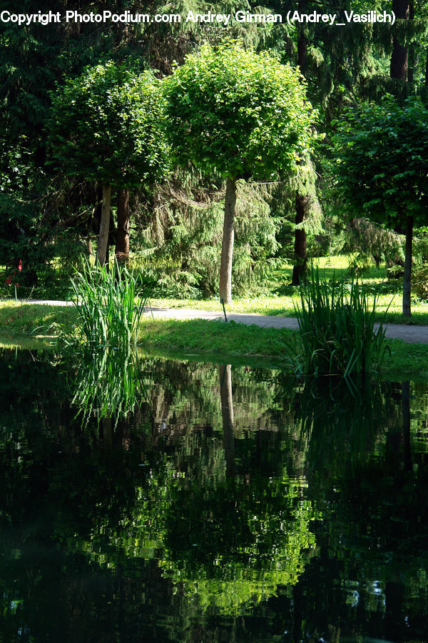 Outdoors, Pond, Water, Bench, Land, Marsh, Swamp