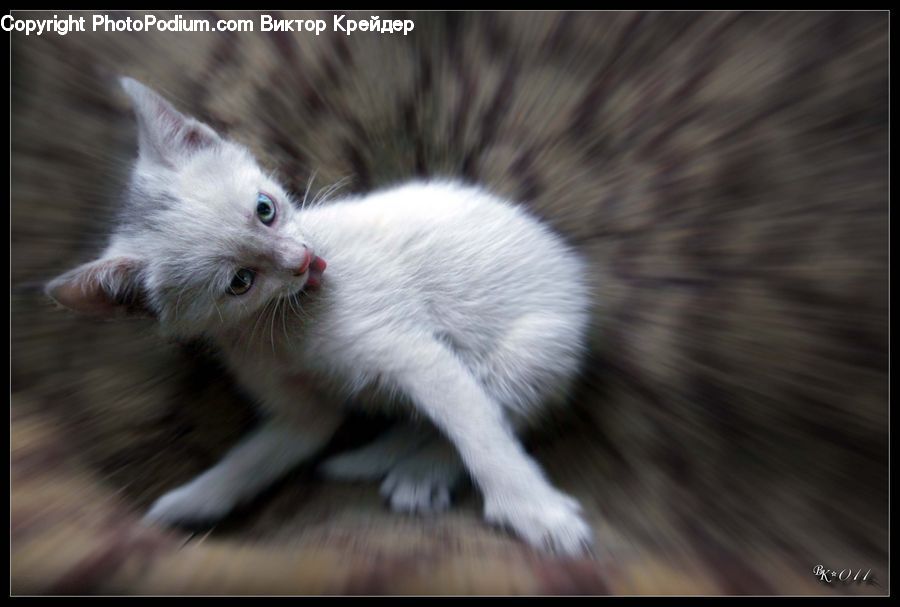 Angora, Animal, Cat