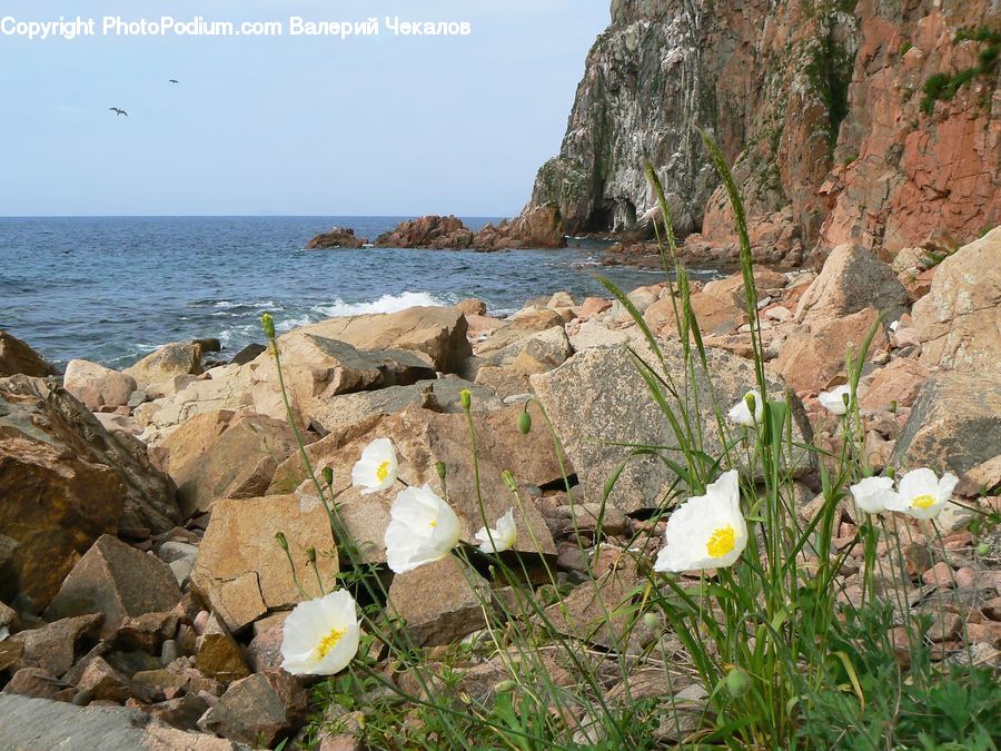 Blossom, Daffodil, Flora, Flower, Plant, Cliff, Outdoors