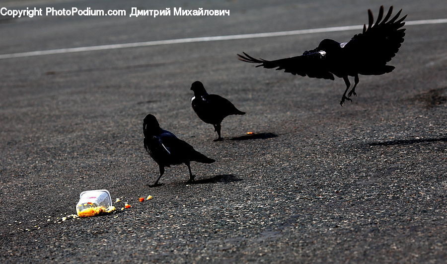 Bird, Blackbird, Crow, Duck, Teal, Waterfowl, Magpie