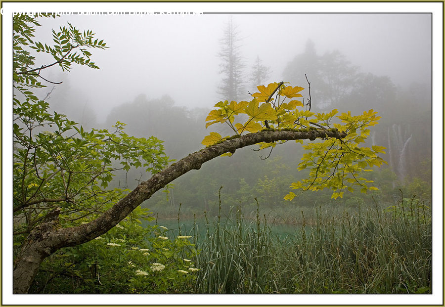 Fog, Mist, Outdoors, Conifer, Larch, Tree, Wood