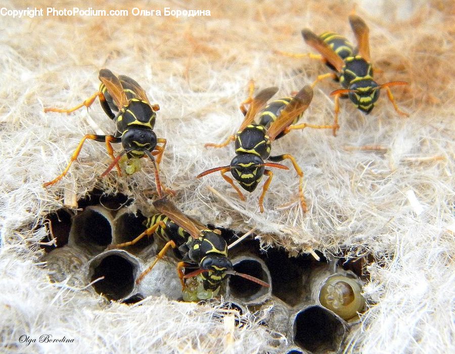 Bee, Hornet, Insect, Invertebrate, Wasp