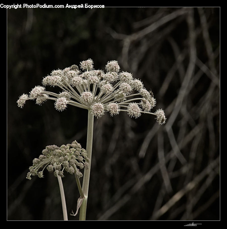 Apiaceae, Blossom, Plant, Frost, Ice, Outdoors, Snow