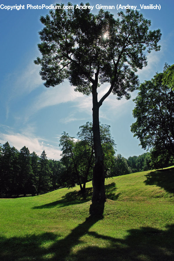 Golf Course, Grassland, Plant, Tree, Oak, Wood, Conifer