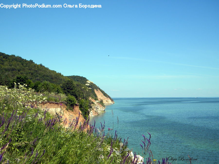 Promontory, Coast, Outdoors, Sea, Water, Plant, Vegetation