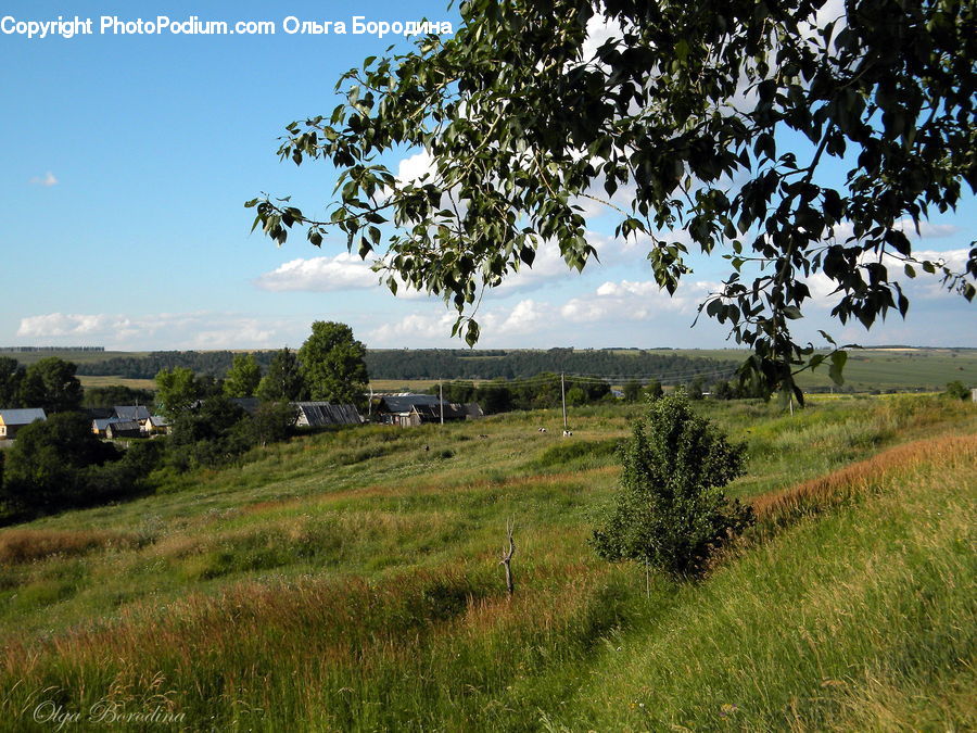 Field, Grass, Grassland, Land, Outdoors, Landscape, Nature