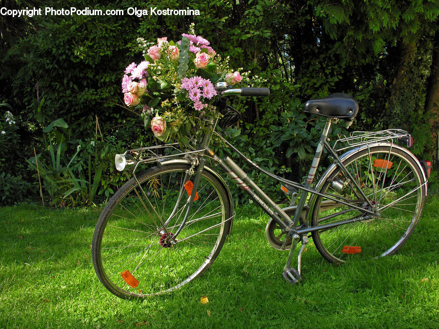 Bicycle, Bike, Vehicle, Blossom, Flower, Peony, Plant