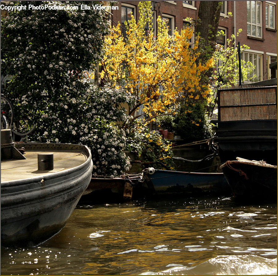 Boat, Dinghy, Plant, Potted Plant, Watercraft, Rowboat, Vessel