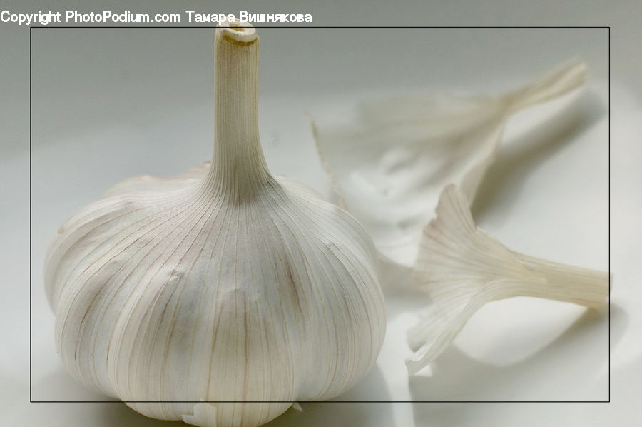 Garlic, Plant
