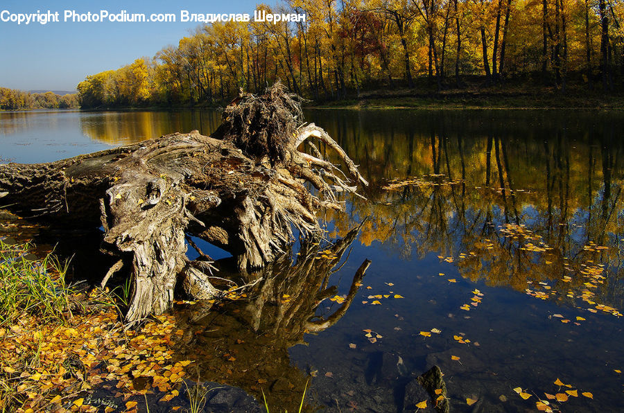 Tree Stump, Hole, Land, Marsh, Pond, Swamp, Water