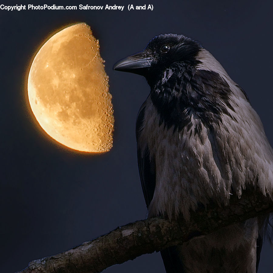 Astronomy, Full Moon, Night, Bird, Blackbird, Crow, Beak