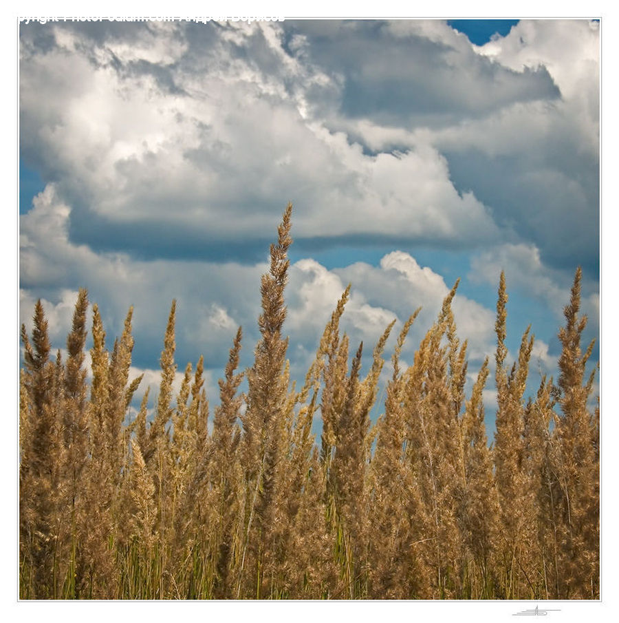 Field, Grass, Grassland, Plant, Cloud, Cumulus, Sky