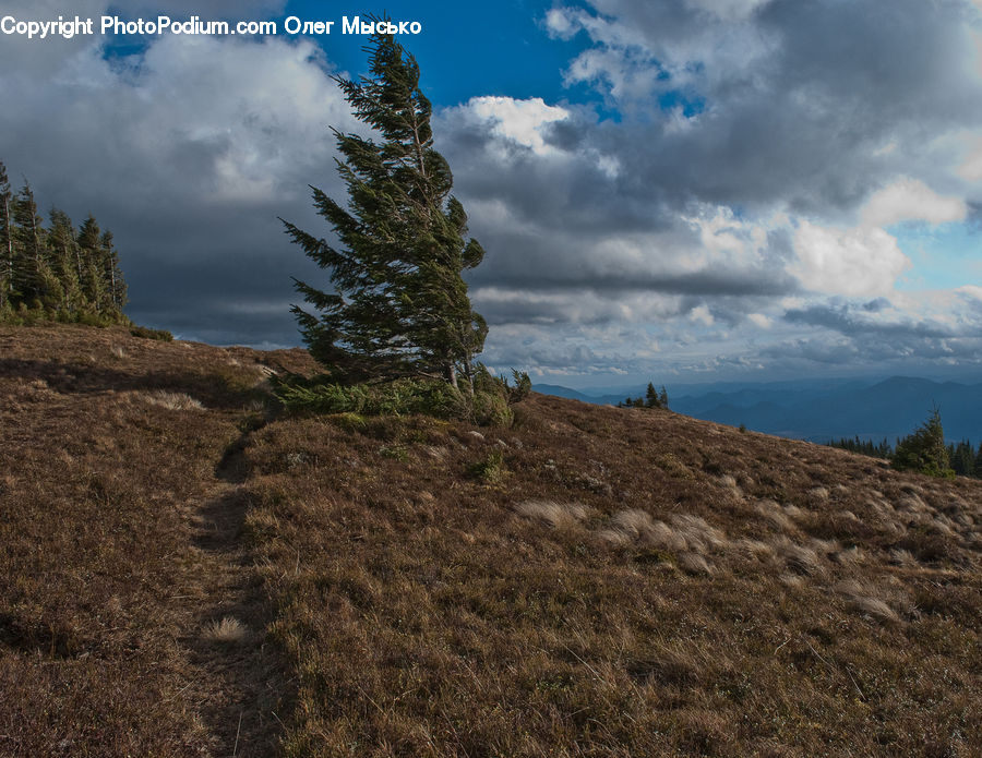 Conifer, Fir, Plant, Tree, Grassland, Mound, Dirt Road