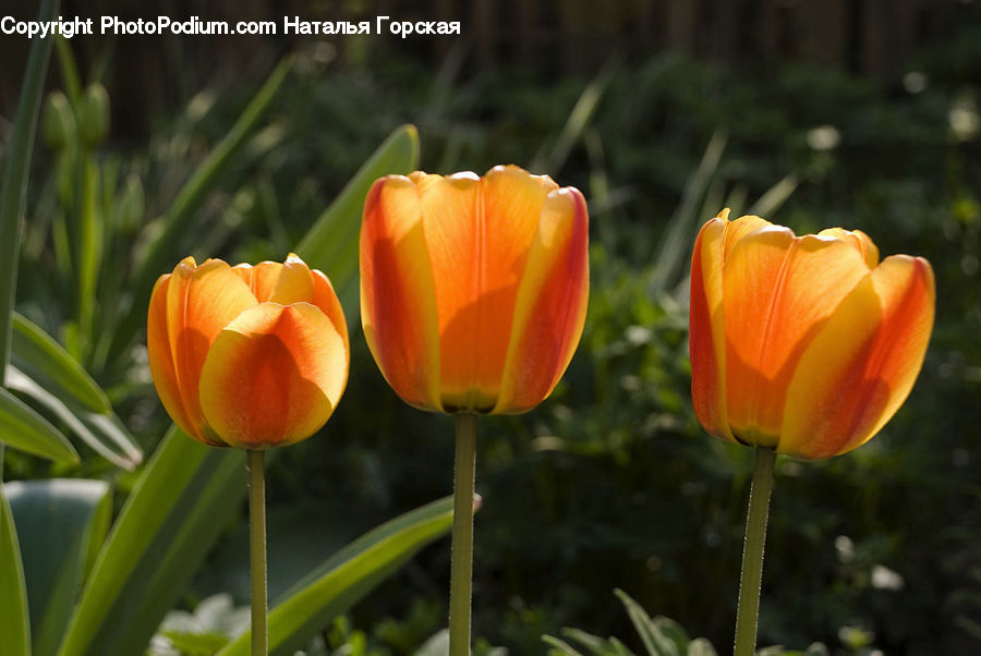 Blossom, Flora, Flower, Plant, Tulip, Crocus