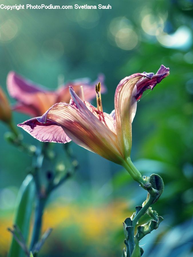 Amaryllis, Flower, Plant, Flora, Gladiolus, Blossom, Petal