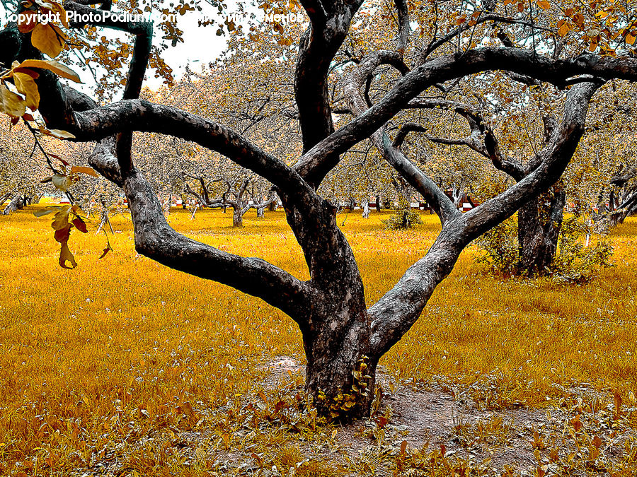 Oak, Tree, Wood, Plant, Birch, Sycamore, Tree Trunk