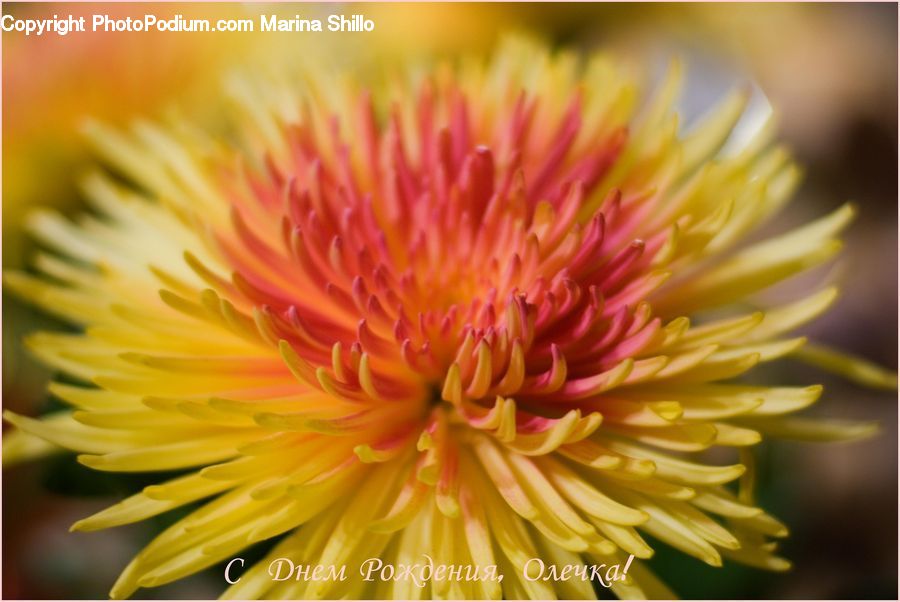 Blossom, Dahlia, Flora, Flower, Plant, Asteraceae