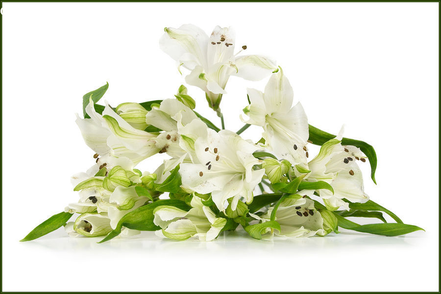 Floral Design, Flower, Flower Arrangement, Flower Bouquet, Ikebana, Flora, Lily