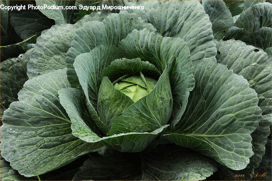 Cabbage, Produce, Vegetable, Plant