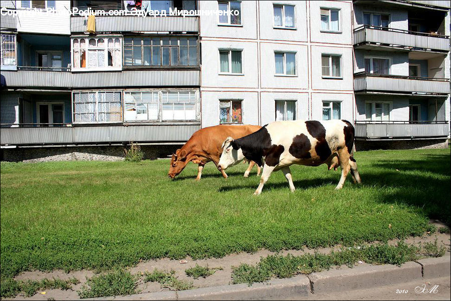 Animal, Cattle, Cow, Dairy Cow, Mammal, Apartment Building, Building
