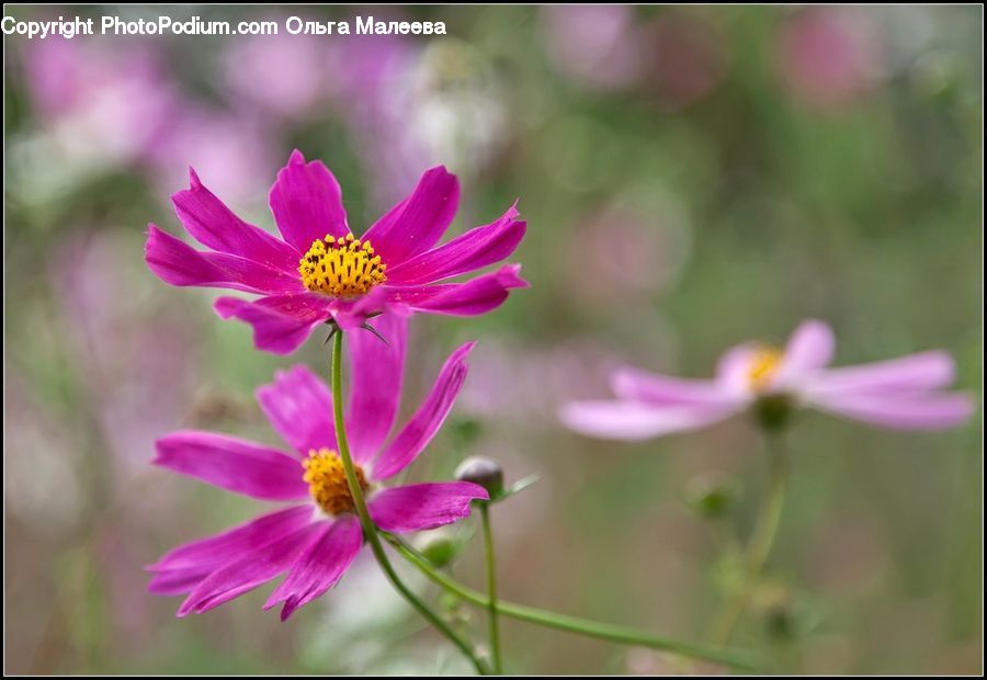 Cosmos, Blossom, Flora, Flower, Plant, Aster, Asteraceae