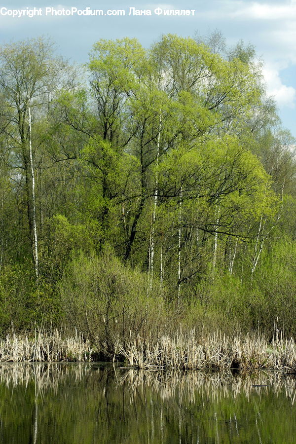 Land, Marsh, Outdoors, Swamp, Water, Pond, Field