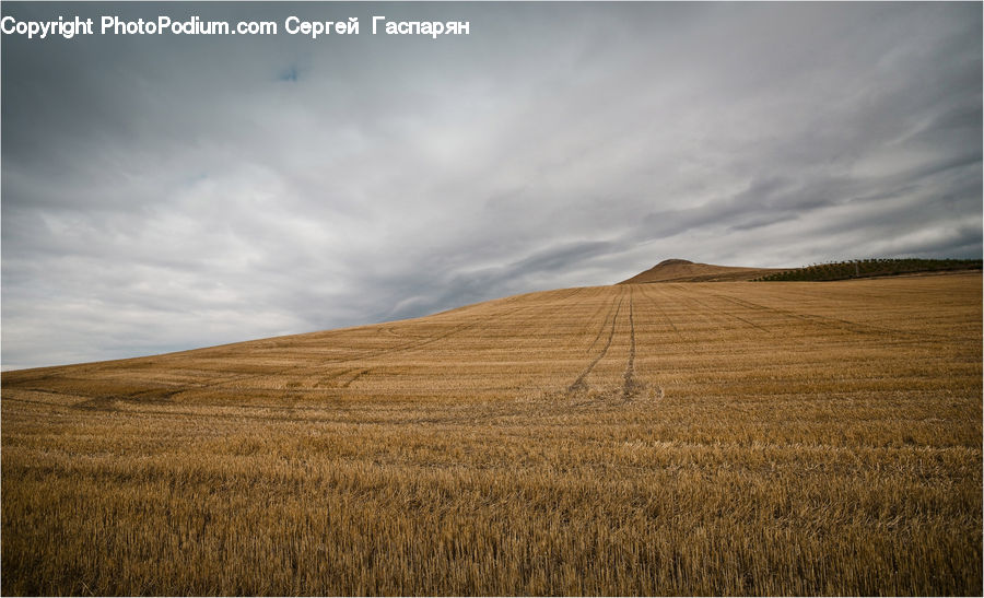 Countryside, Hill, Outdoors, Grain, Wheat