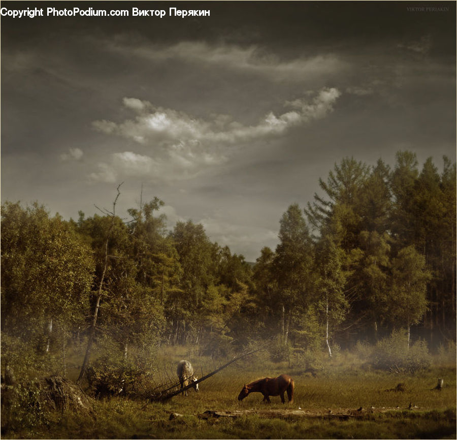 Field, Grass, Grassland, Land, Outdoors, Animal, Deer