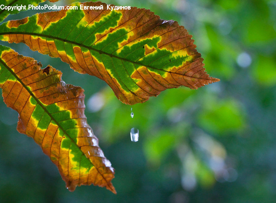 Veins, Leaf, Plant, Blossom, Flora, Flower, Geranium