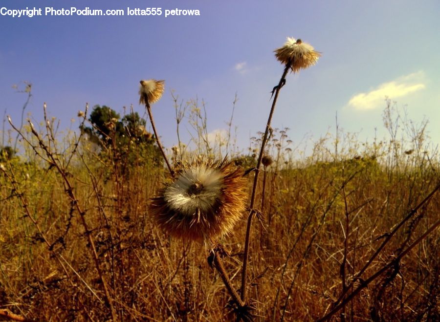 Field, Grass, Grassland, Plant, Grain, Wheat, Land