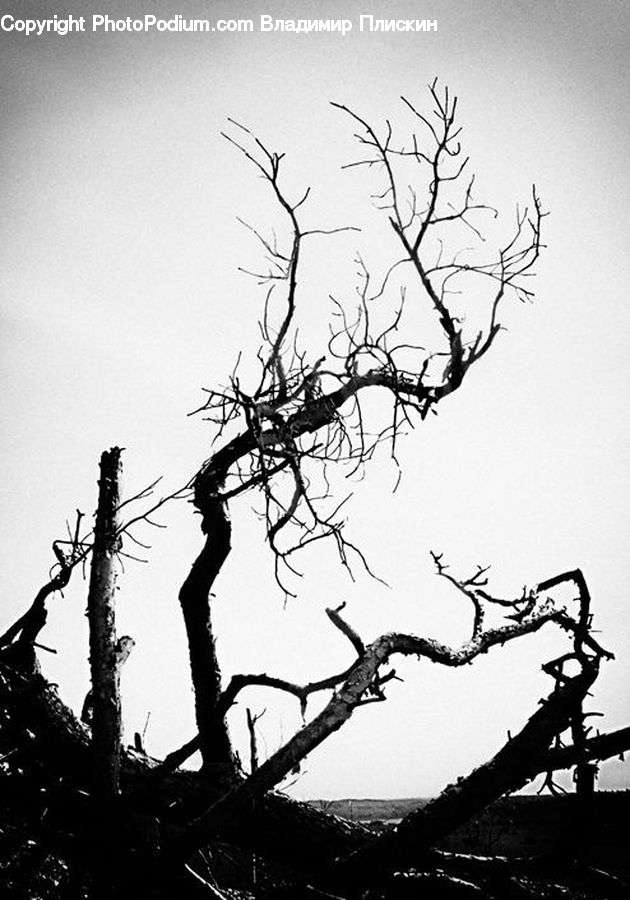 Silhouette, Plant, Tree, Oak, Wood, Conifer, Fir