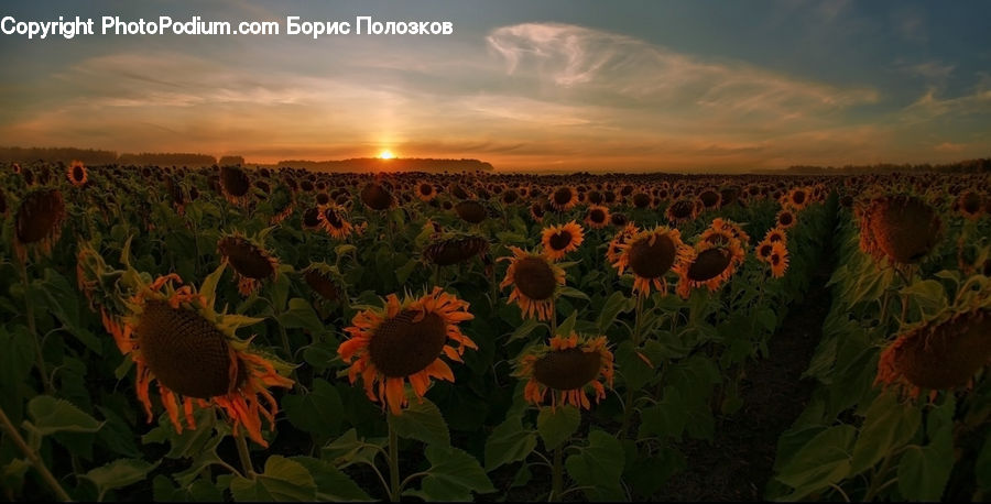 Blossom, Flora, Flower, Plant, Sunflower, Potted Plant, Field