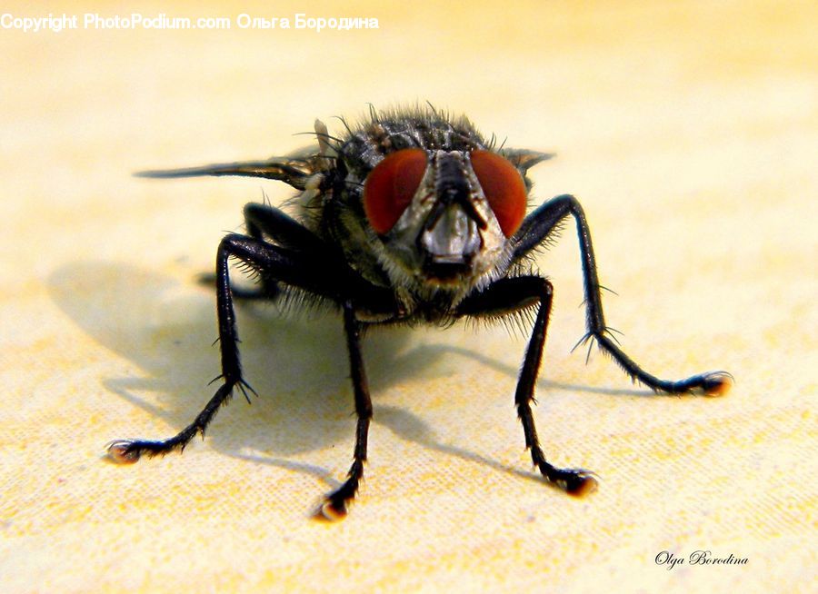 Fly, Invertebrate, Insect