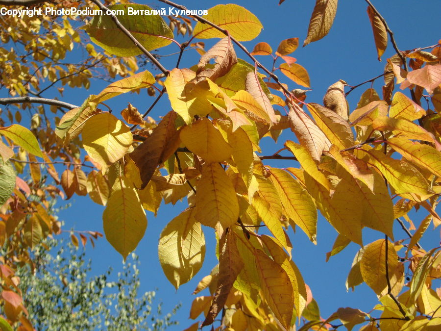 Oak, Sycamore, Tree, Tree Trunk, Wood, Plant, Birch